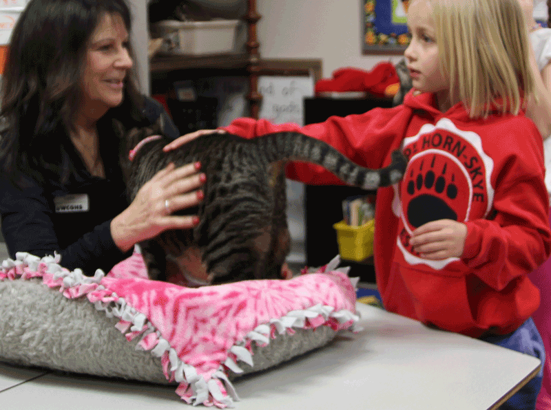 Humane Society staff and a student pet a cat on a table in a classroom next to a basket with a blanket