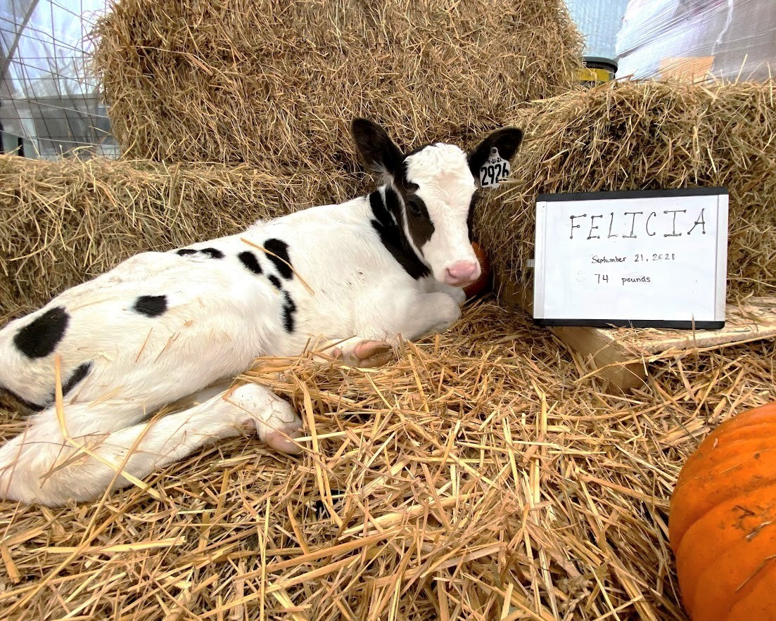 baby Holstein calf