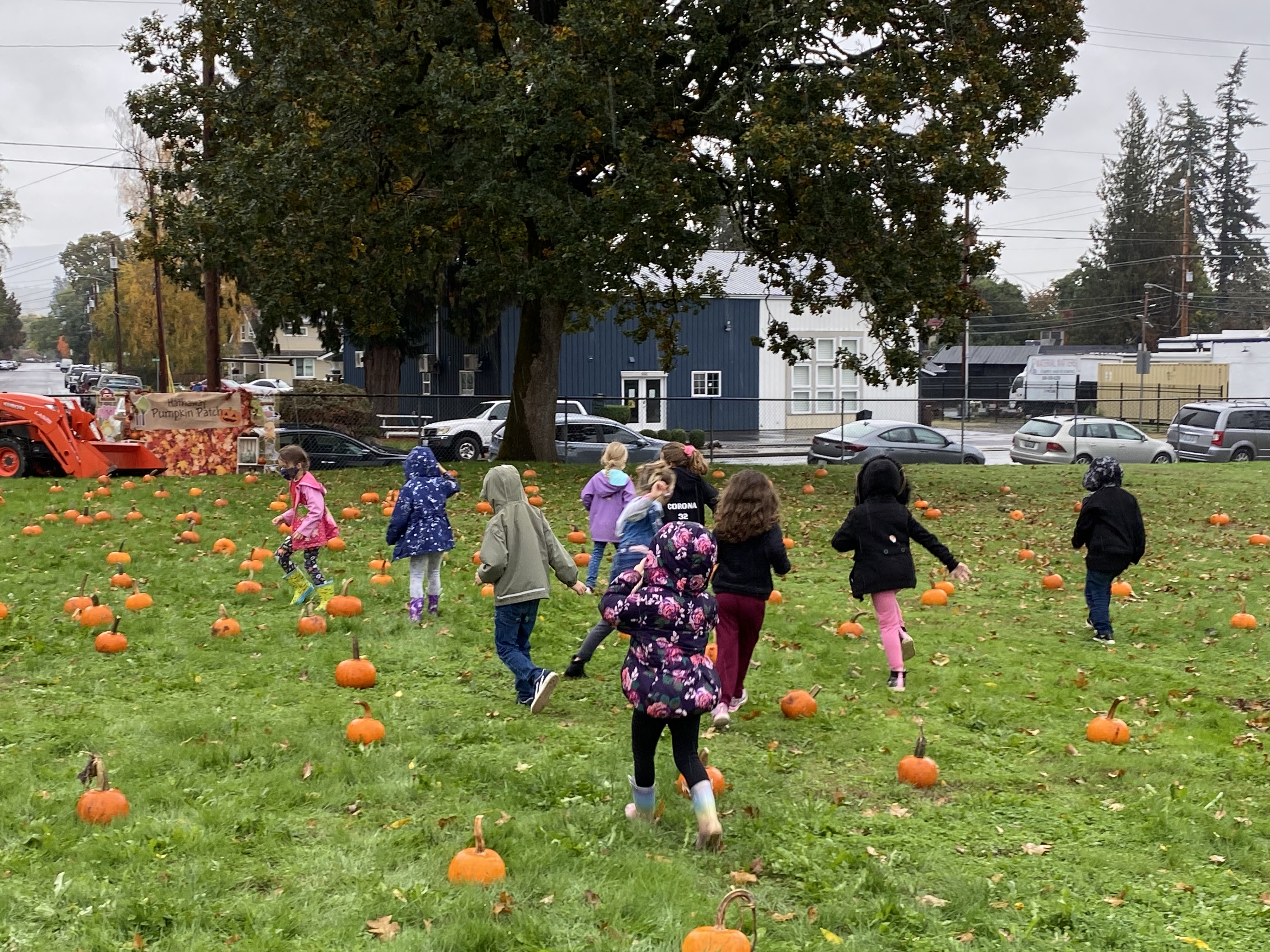 kindy students running in pumpkin patch